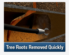 Tree Root Intrusions Brookvale